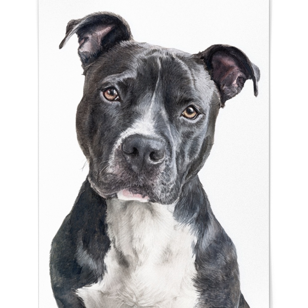 American Pit Bull Terrier Watercolor Wall Art Print Poster - Unframed - Picture 2 of 5